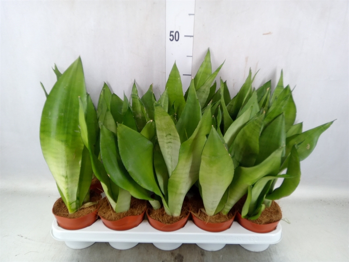 <h4>Sansevieria trifa. 'Moonshine'</h4>