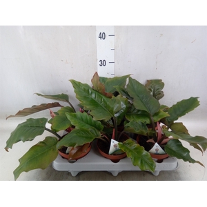 Philodendron   ...