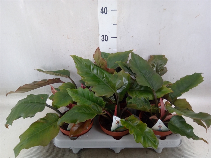 <h4>Philodendron   ...</h4>