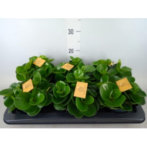 Peperomia obt. 'Green Gold'