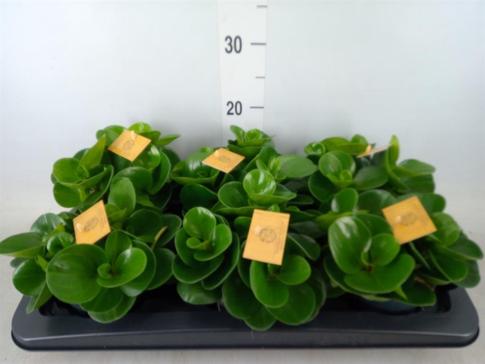 <h4>Peperomia obt. 'Green Gold'</h4>