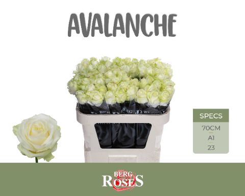 <h4>R GR AVALANCHE+</h4>
