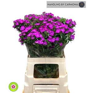 DI BARB AM NEON PURP