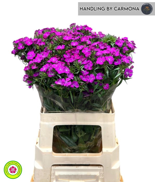 <h4>DI BARB AM NEON PURP</h4>