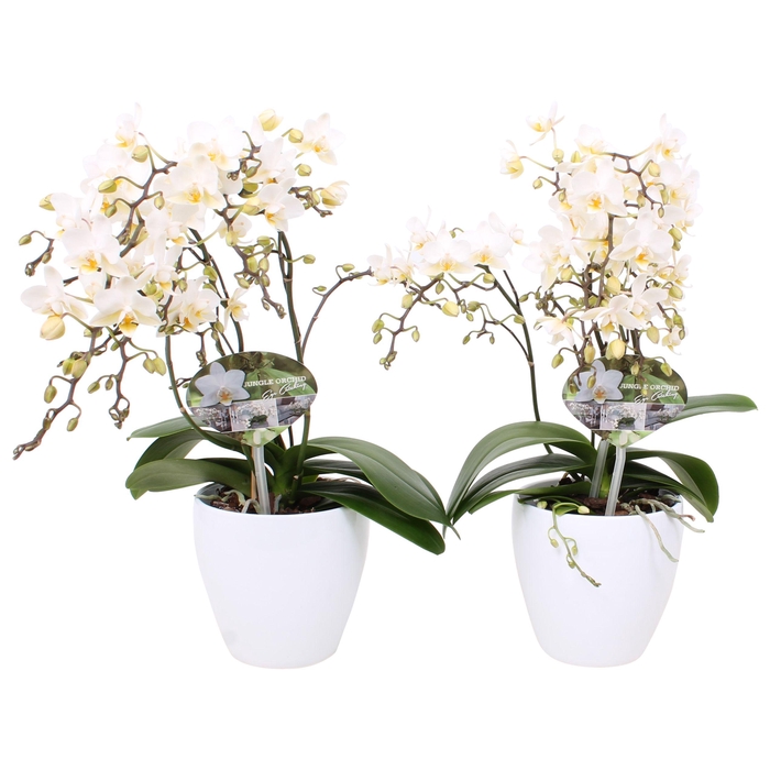 <h4>Phal. Multiflora 4-tak "Soft Cloud" in wit keramiek sofia</h4>