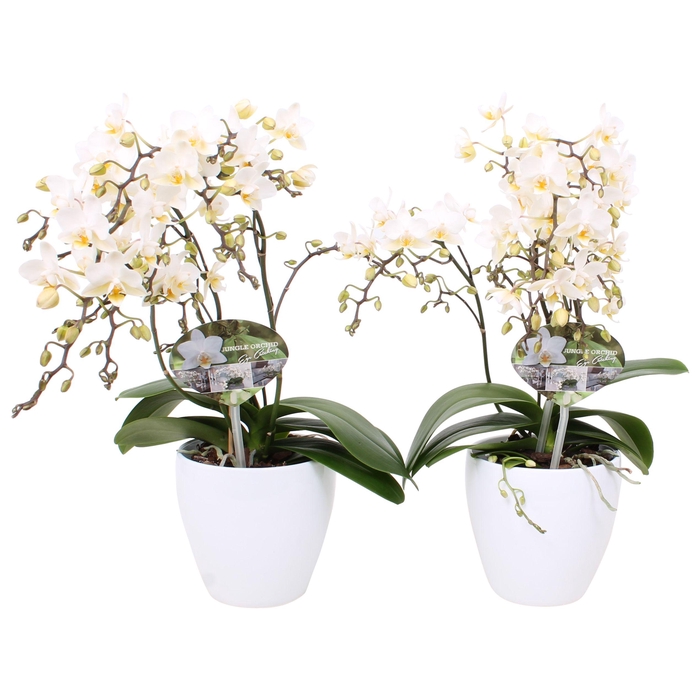 <h4>Phal. Multiflora 4-tak "Soft Cloud" in wit keramiek sofia</h4>