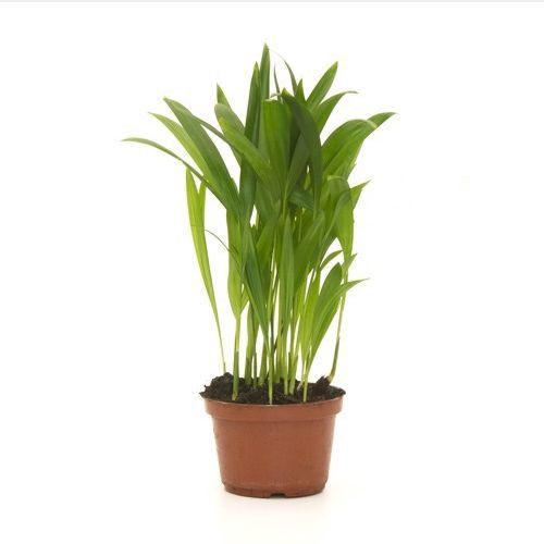 <h4>ARECA BAMBU P11</h4>