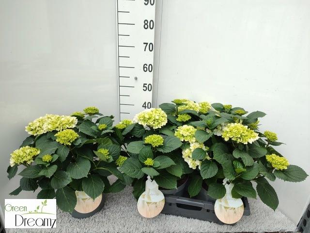 <h4>HYDR M HI WHITE SUN</h4>