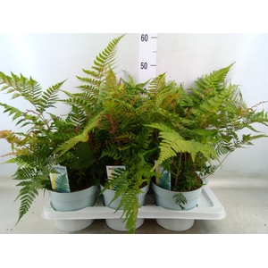 Dryopteris erythrosora