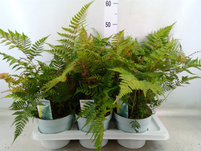 <h4>Dryopteris erythrosora</h4>