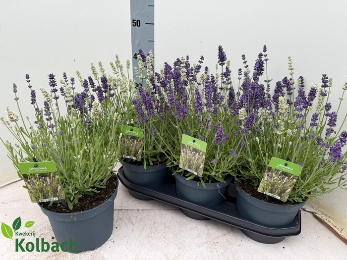 <h4>LAVAN ANGUSTIFOLIA</h4>