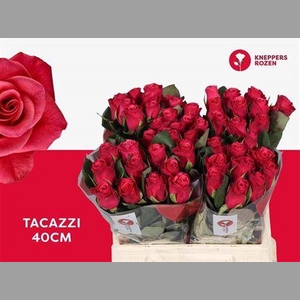 R Gr Tacazzi+