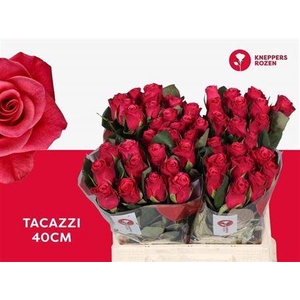 R Gr Tacazzi+