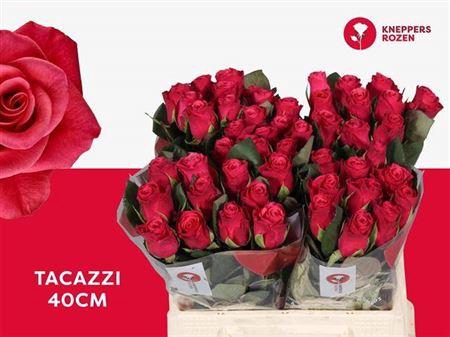 <h4>R Gr Tacazzi+</h4>