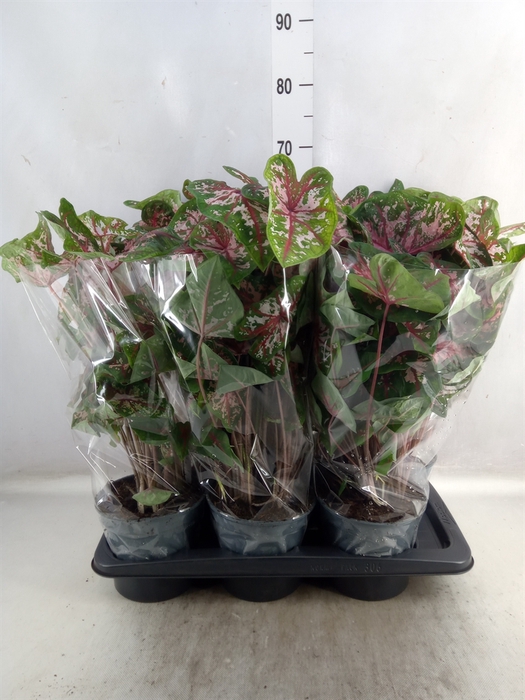 <h4>Caladium  'Carolyn Whorton'</h4>