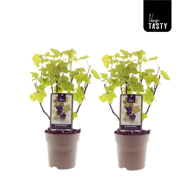 <h4>Ribes Wellington</h4>