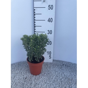 Euonymus japonicus ‘Microphylla Albovariegata (Silver)’ P13