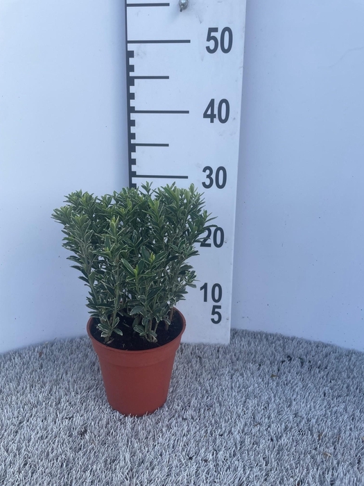 <h4>Euonymus japonicus ‘Microphylla Albovariegata (Silver)’ P13</h4>