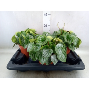 Peperomia argyreia