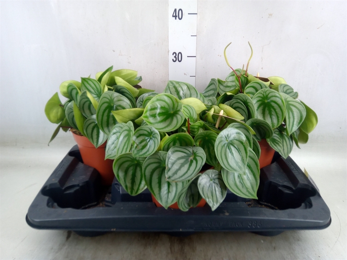 <h4>Peperomia argyreia</h4>