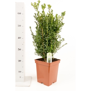 Buxus sempervirens 40-50cm struik extra