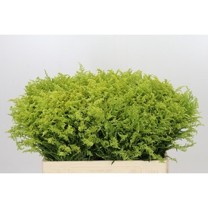 Solidago Tara Gold