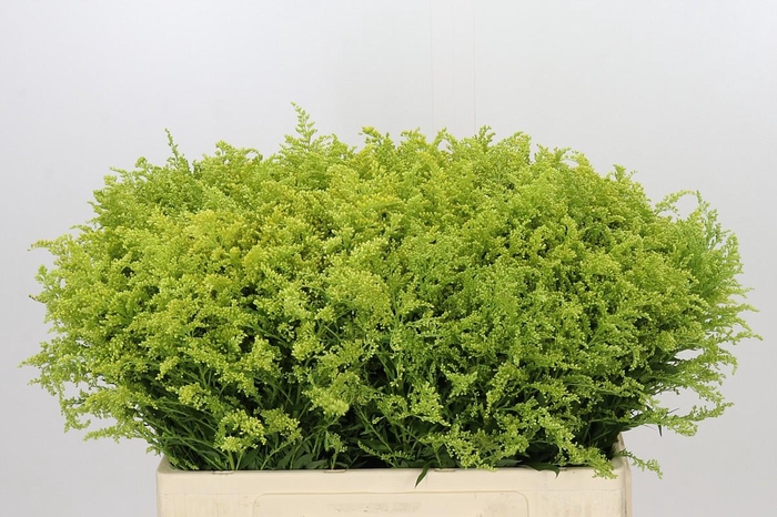 <h4>Solidago Tara Gold</h4>