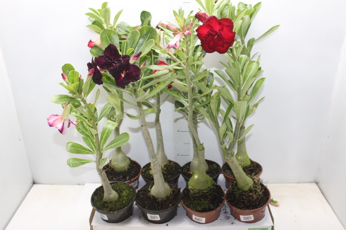 <h4>ROSA DO DESERTO DOBRADO P15</h4>