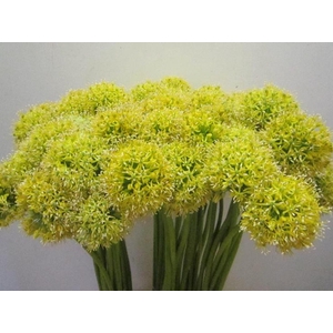 Allium Mount Geel
