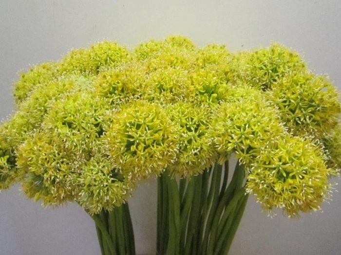 <h4>Allium Mount Geel</h4>