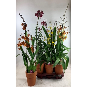 ORCHIDEEEN GEM