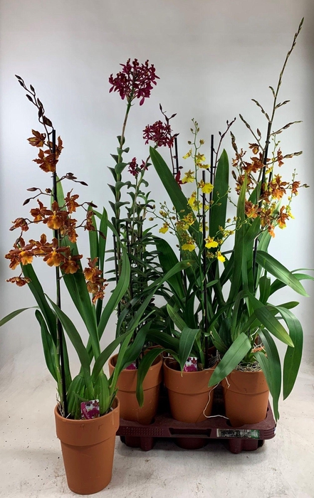 <h4>ORCHIDEEEN GEM</h4>