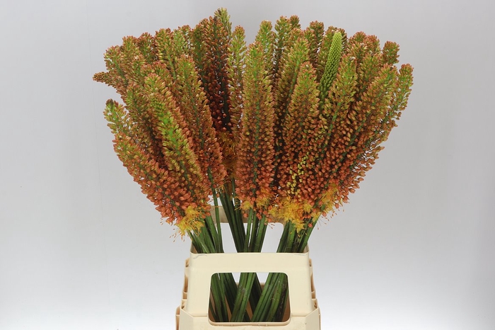 <h4>Eremurus Ruiter</h4>