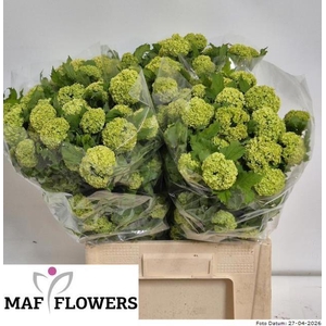 VIBURNUM ROSEUM ST