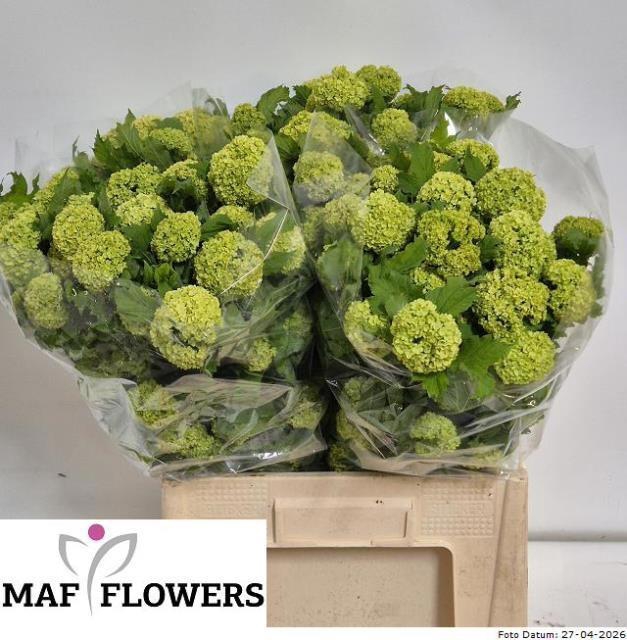 <h4>VIBURNUM ROSEUM ST</h4>