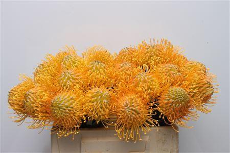 <h4>Leuco Catherina</h4>