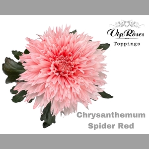 CHR G SPIDER RED