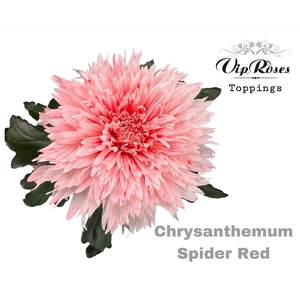 Chr G Spider Red