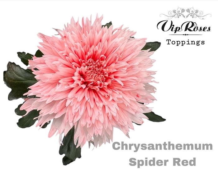 <h4>CHR G SPIDER RED</h4>