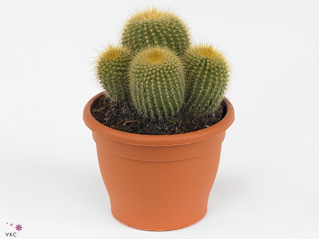Parodia leninghausii