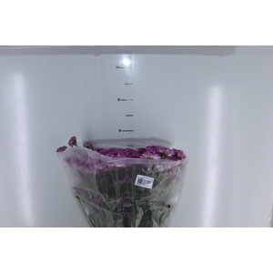 CRISANTEMO SANTINI ABBEY PURPLE 080 CM