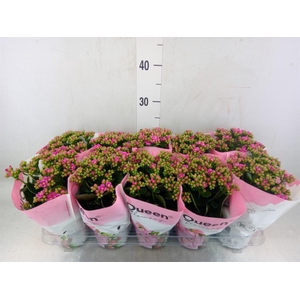 Kalanchoe  'MoreFlow Augusta'