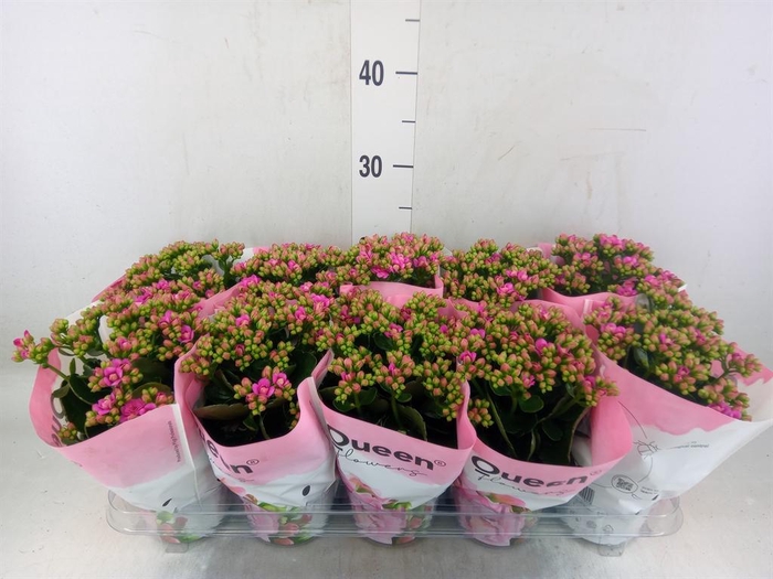 <h4>Kalanchoe  'MoreFlow Augusta'</h4>