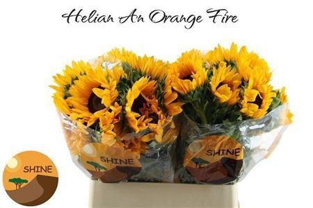 <h4>Helianthus Orange Fire</h4>