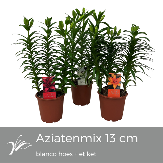 <h4>Lilium Tiny mix blanco hoes+etiket (az. lelie)</h4>