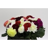 Dahlia mixed bunch