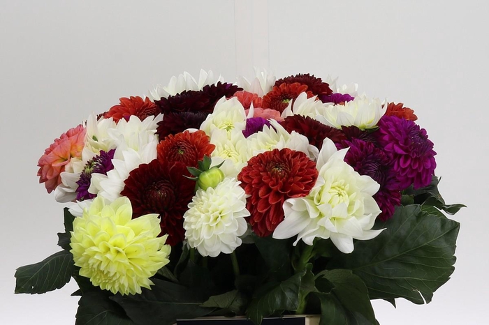 <h4>Dahlia mixed bunch</h4>