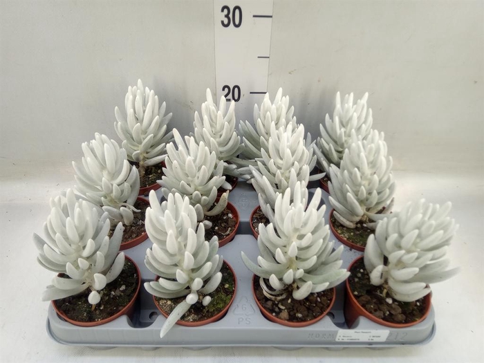 <h4>Senecio   ...</h4>