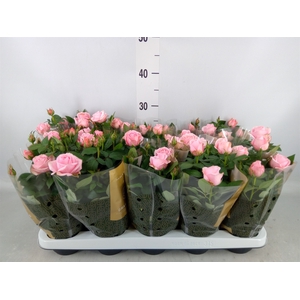 Rosa  'Adele Kordana Grande'