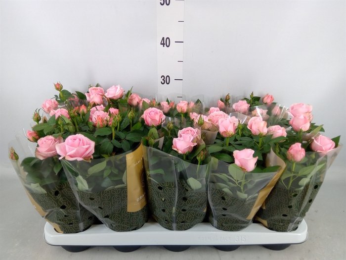 <h4>Rosa  'Adele Kordana Grande'</h4>